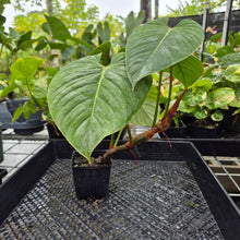 Load image into Gallery viewer, Philodendron Sodiroi True Form, Exact Plant Ships Nationwide
