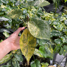 Load image into Gallery viewer, Alocasia Wentii Aurea variegated 4" pot, Fedex 2day*
