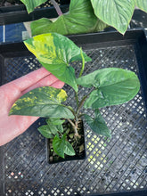 Load image into Gallery viewer, Syngonium Aurea, Exact Plant Variegated Ships Nationwide
