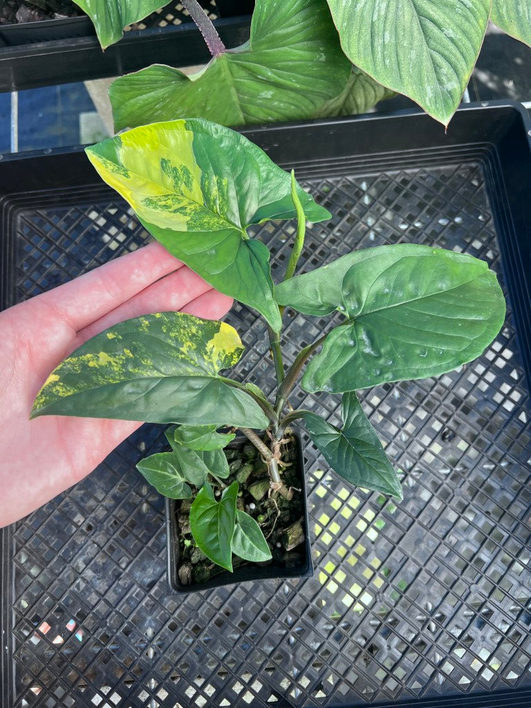 Syngonium Aurea, Exact Plant Variegated Ships Nationwide
