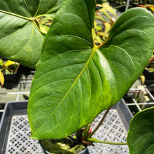 Load image into Gallery viewer, Anthurium Anuenue Obake Bicolor pink/green Fedex 2day
