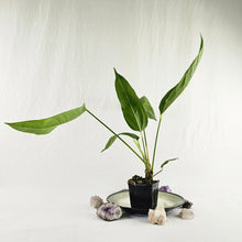 Load image into Gallery viewer, Anthurium Spectabile, Exact Plant Ships Nationwide
