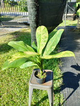 Load image into Gallery viewer, Dieffenbachia big ben, Exact Plant Ships Nationwide.
