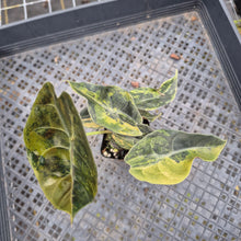Load image into Gallery viewer, Alocasia Sedenii Aurea Variegated exact plant, Fedex 2day*
