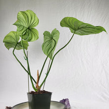 Load image into Gallery viewer, Philodendron Pastazanum 2.5&quot; starter pot, ships nationwide
