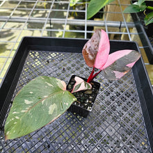 Load image into Gallery viewer, Philodendron Pink Princess Galaxy, Exact Plant Variegated
