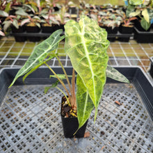 Load image into Gallery viewer, Alocasia Polly Aurea variegated exact plant, Fedex 2day*
