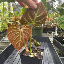 Load image into Gallery viewer, Philodendron Verrucosum Amazon Sunset exact plant, Fedex 2day*
