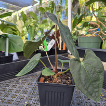 Load image into Gallery viewer, Anthurium Ace Of Spades X Papillilaminum, Exact Plant Ships Nationwide
