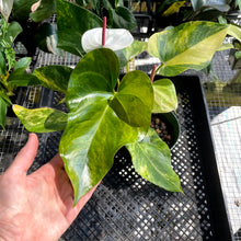 Load image into Gallery viewer, Anthurium Andraeanum White Heart, Exact Plant Variegated Ships Nationwide
