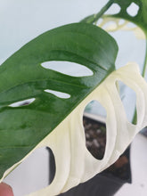 Load image into Gallery viewer, Adansonii Albo, exact plant, variegated Monstera, ships nationwide
