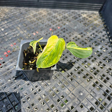 Load image into Gallery viewer, Philodendron Hederaceum Micans Aurea, Exact Plant Variegated Ships Nationwide
