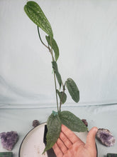 Load image into Gallery viewer, SP. Limon, exact plant, Anthurium, ships nationwide
