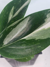 Load image into Gallery viewer, Monstera Standleyana Albo, Exact Plant Variegated
