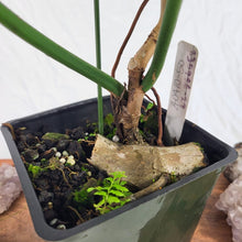 Load image into Gallery viewer, Philodendron Jerry Horne 6" pot, Fedex 2day
