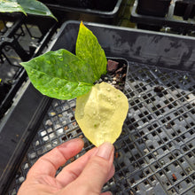Load image into Gallery viewer, Zamioculcas Zamiifolia Wild Form ZZ, Exact Plant Variegated Ships Nationwide

