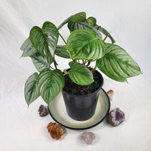 Load image into Gallery viewer, Philodendron Sodiroi True Form, Exact Plant double plant
