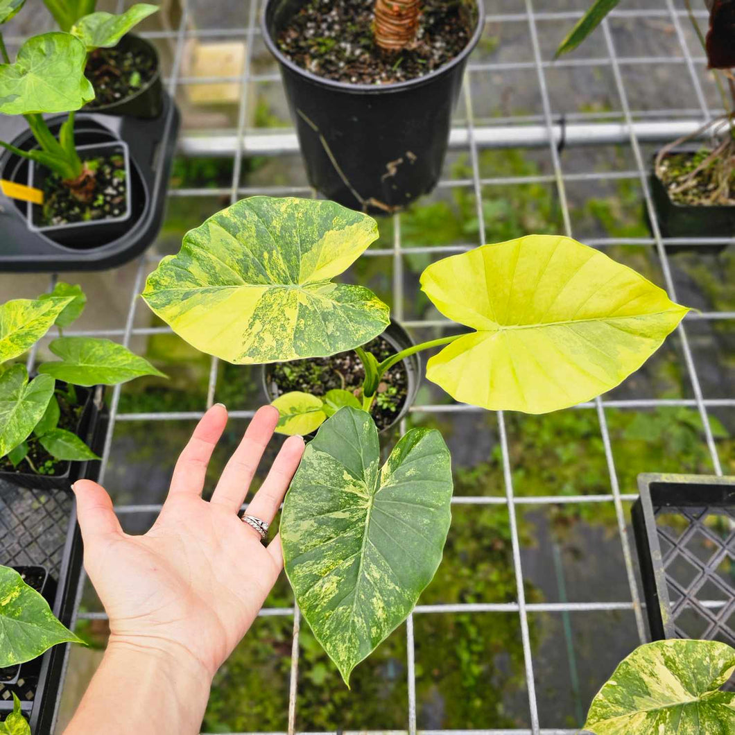 Alocasia Gageana Aurea, Exact Plant Variegated 5'' pot, with baby