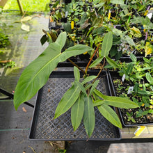 Load image into Gallery viewer, Philodendron Mexicanum, Exact Plant 5.5&#39;&#39; pot Ships Nationwide
