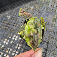 Load image into Gallery viewer, Alocasia Azlanii Aurea variegated , Exact Plant Ships Nationwide

