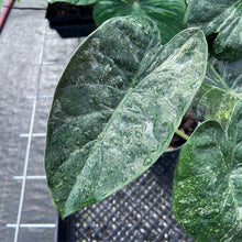 Load image into Gallery viewer, Alocasia Wentii, Exact Plant Variegated Large Ships Nationwide
