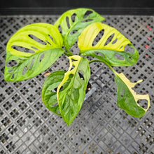 Load image into Gallery viewer, Monstera Borsigiana Aurea, Exact Plant Variegated Ships Nationwide
