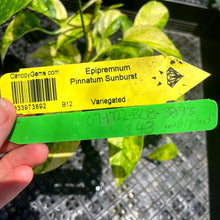 Load image into Gallery viewer, Epipremnum Pinnatum Sunburst, Exact Plant Variegated Ships Nationwide
