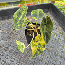Load image into Gallery viewer, Alocasia Sedenii Aurea Variegated, Exact Plant Ships Nationwide
