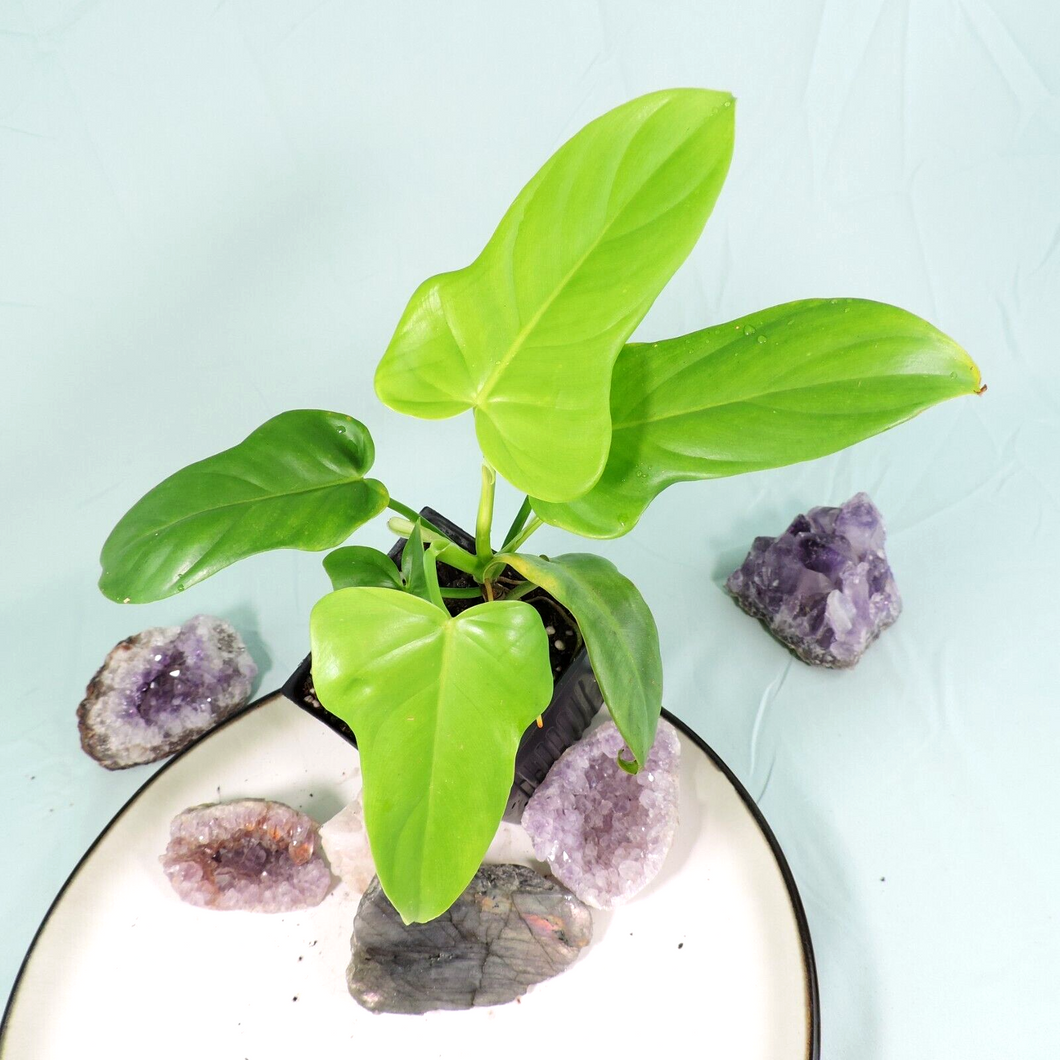 Philodendron Bipennifolium Golden Violin 4