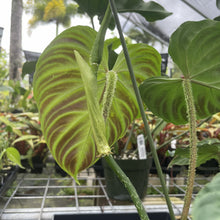 Load image into Gallery viewer, Philodendron Verrucosum exact plant, Fedex 2day*
