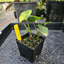 Load image into Gallery viewer, Syngonium Aurea, Exact Plant Variegated Ships Nationwide
