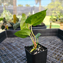 Load image into Gallery viewer, Anthurium Papillilaminum Fort Sherman X ( FS X Ralph Lynam), Exact Plant 2.5&quot; Ships Nationwide
