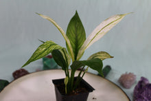 Load image into Gallery viewer, Variegated Spathiphyllum Jessica Exact Plant
