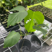 Load image into Gallery viewer, Monstera Sierrana Hawaii Clone exact plant, Fedex 2day*
