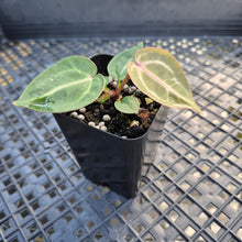 Load image into Gallery viewer, Anthurium doc block red crystallinum, Exact Plant Ships Nationwide
