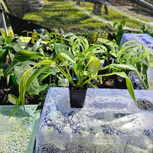 Load image into Gallery viewer, Epipremnum Amplissimum, Exact Plant Variegated Ships Nationwide
