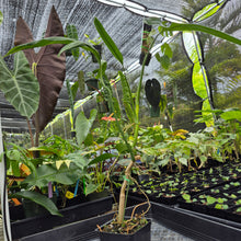 Load image into Gallery viewer, Philodendron Holtonianum, Exact Plant Ships Nationwide
