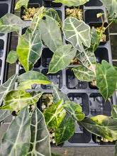 Load image into Gallery viewer, Alocasia Polly Aurea Sectoral Variegated 2.5" pot, Fedex 2day*
