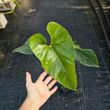 Load image into Gallery viewer, Anthurium Decipiens, Exact Plant XL Ships Nationwide
