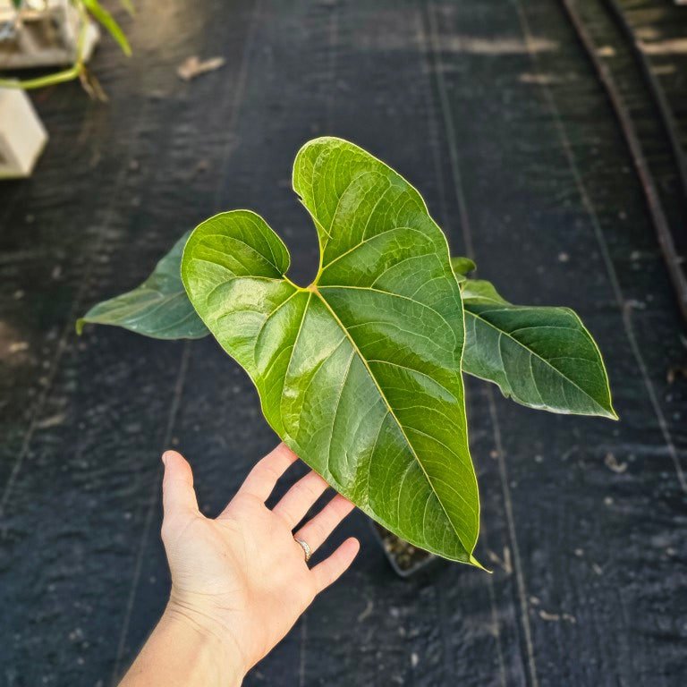 Anthurium Decipiens, Exact Plant XL Ships Nationwide