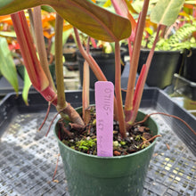 Load image into Gallery viewer, Philodendron Orange Marmalade, Exact Plant Ships Nationwide
