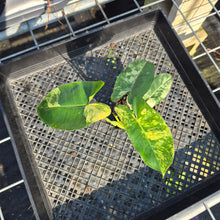 Load image into Gallery viewer, Philodendron Burle Marx, Exact Plant Variegated Ships Nationwide
