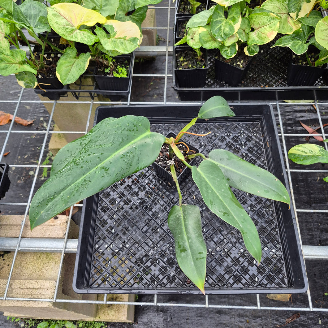 Philodendron Sagittifolium, Tuxtlanum Rubra, Exact Plant Ships Nationwide