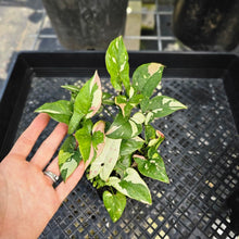 Load image into Gallery viewer, Syngonium Red Spot Tricolor, Exact Plant Variegated 4 plant pot Ships Nationwide
