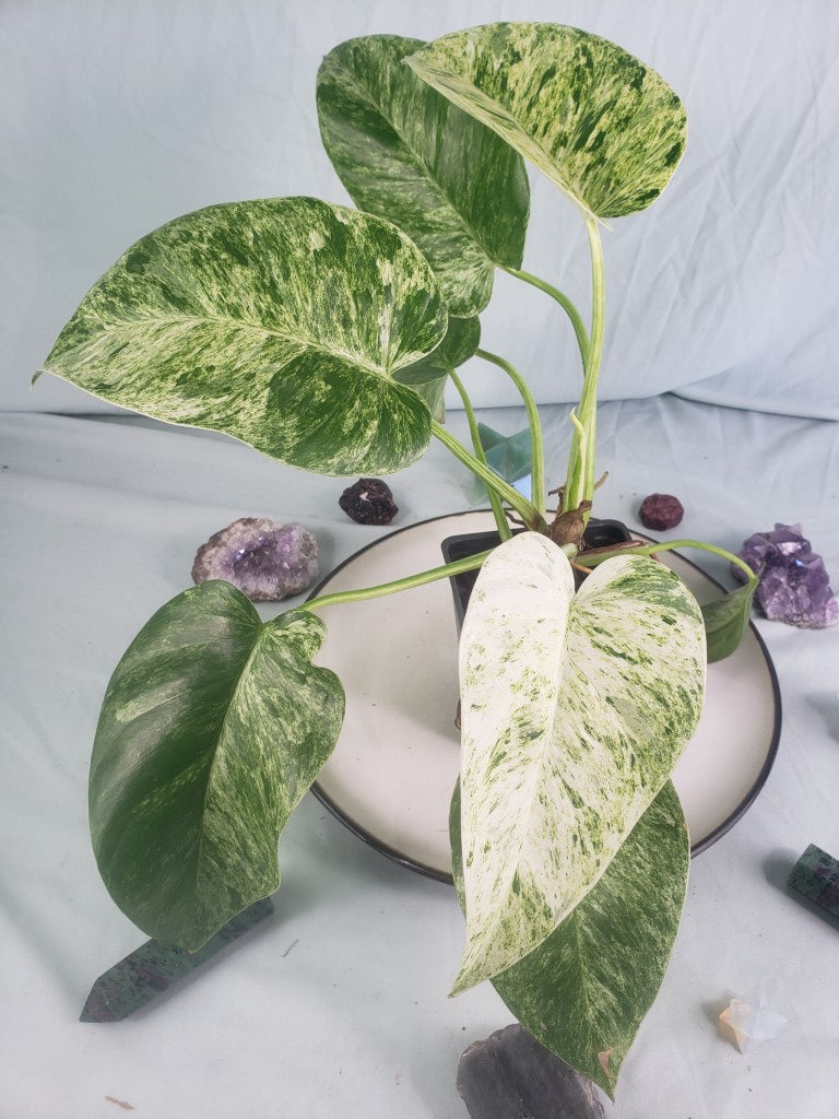 Giganteum Blizzard, exact plant, variegated Philodendron, ships nationwide