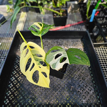 Load image into Gallery viewer, Monstera Adansonii Albo Tricolor, Exact Plant Variegated Ships Nationwide
