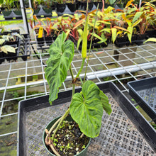 Load image into Gallery viewer, Philodendron Verrucosum, Exact Plant Ships Nationwide
