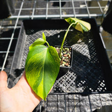 Load image into Gallery viewer, Monstera Borsigiana Aurea, Exact Plant Variegated Ships Nationwide
