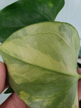 Load image into Gallery viewer, Andreaenum White Heart, exact plant, variegated Anthurium, ships nationwide
