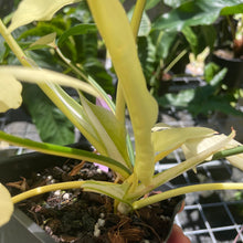 Load image into Gallery viewer, Philodendron Golden Dragon, Exact Plant Variegated
